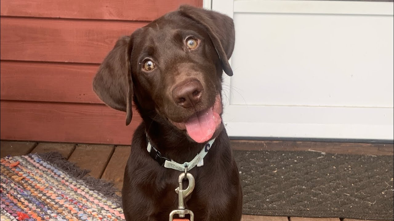 Amos&rsquo; Journey: From 7 week old puppy to Finished Retriever - Week 16