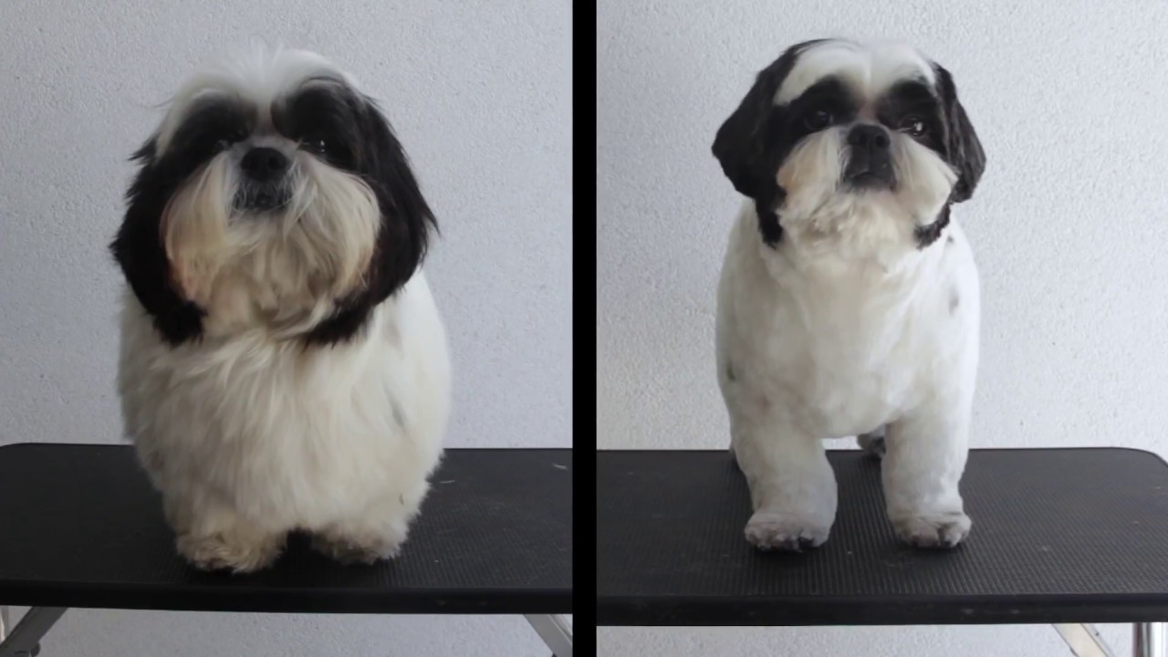 Tosa bebê em Shih-tzu na tesoura - Antes e Depois - CÃO DE FINO TRATO
