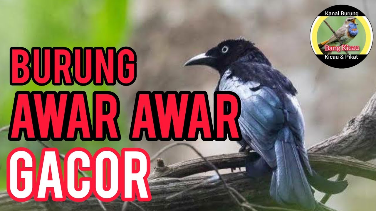 awar awar gacor | suara pancingan PALING AMPUH