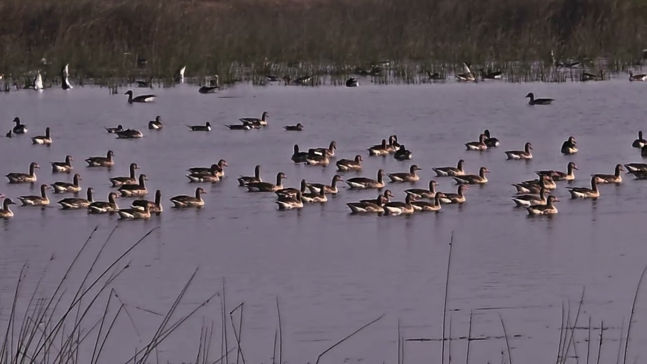 Ducks and Goose