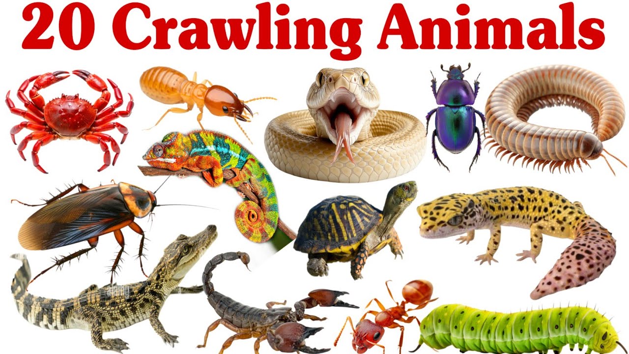 रेंगने वाले जानवर सीखें बच्चों के लिए | Learn 20 Crawling Animal Names for Kids with Pictures
