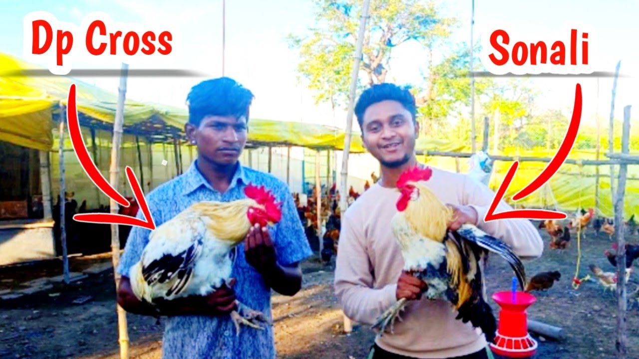 ओरिजनल सोनाली मुर्गा Vs डीपी क्रॉस, कैसे पहचाने और कौन है बेहतर ? सोनाली मुर्गी पालन की पूरी जानकारी