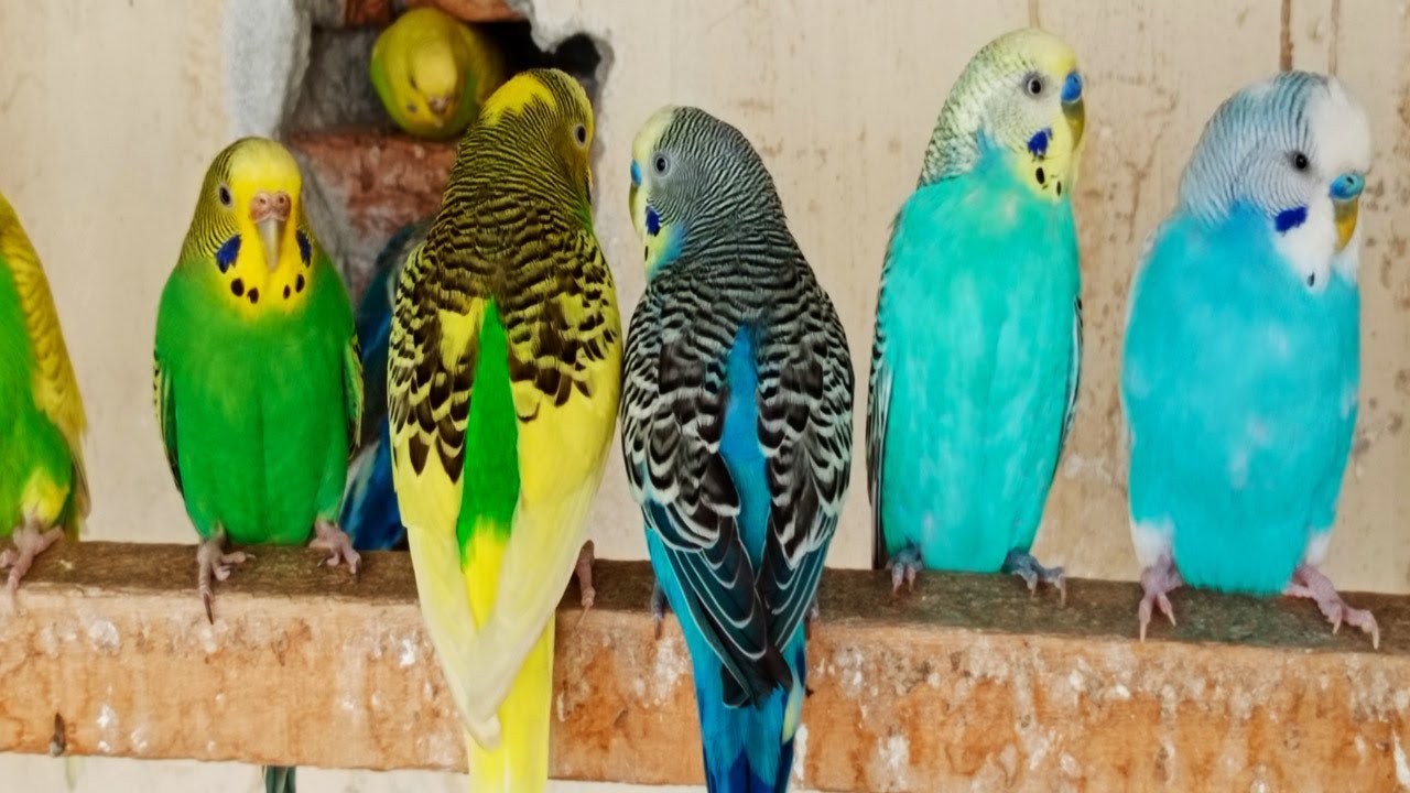12 Hr Bird Watching of Parakeet Budgies Birds, Observe Nature Birds, Reduce Stress