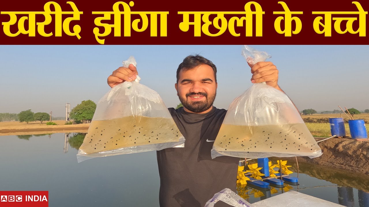 हमने झींगा मछली के बच्चे खरीदे | Shrimp Stocking | Jhinga machli palan | Jhinga Machli bacche