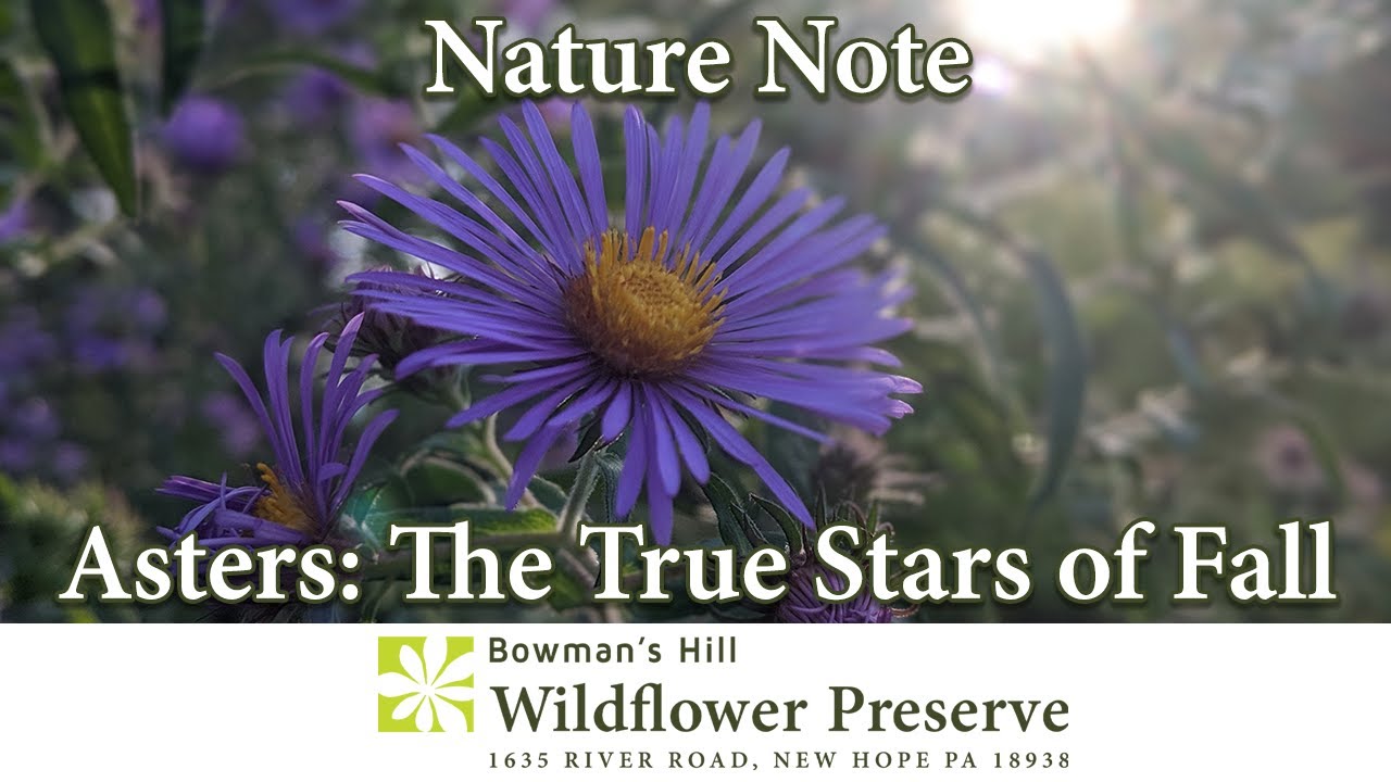Asters, the Stars of Fall's Color
