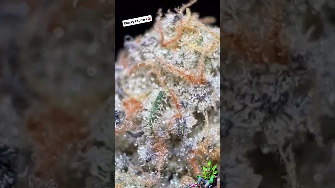 Cherry Poppers 🍒 Barney&rsquo;s Farm / Endprodukt / Bud / Terps / Trichoms / after 3 weeks curing