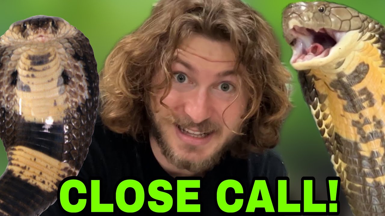 Close call with Jumping COBRA!