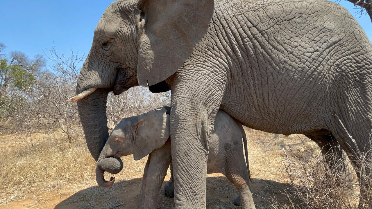 A (New) Day in the Life of a Baby Albino Elephant — Part 2 |  Magnificent Tender Moments