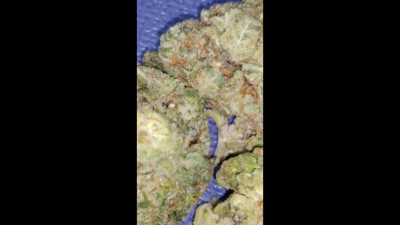 Los Angeles California Bud