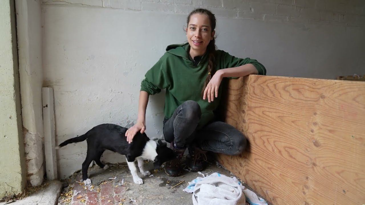 A Farewell to Pip's Pups - Cannon Hall Farm