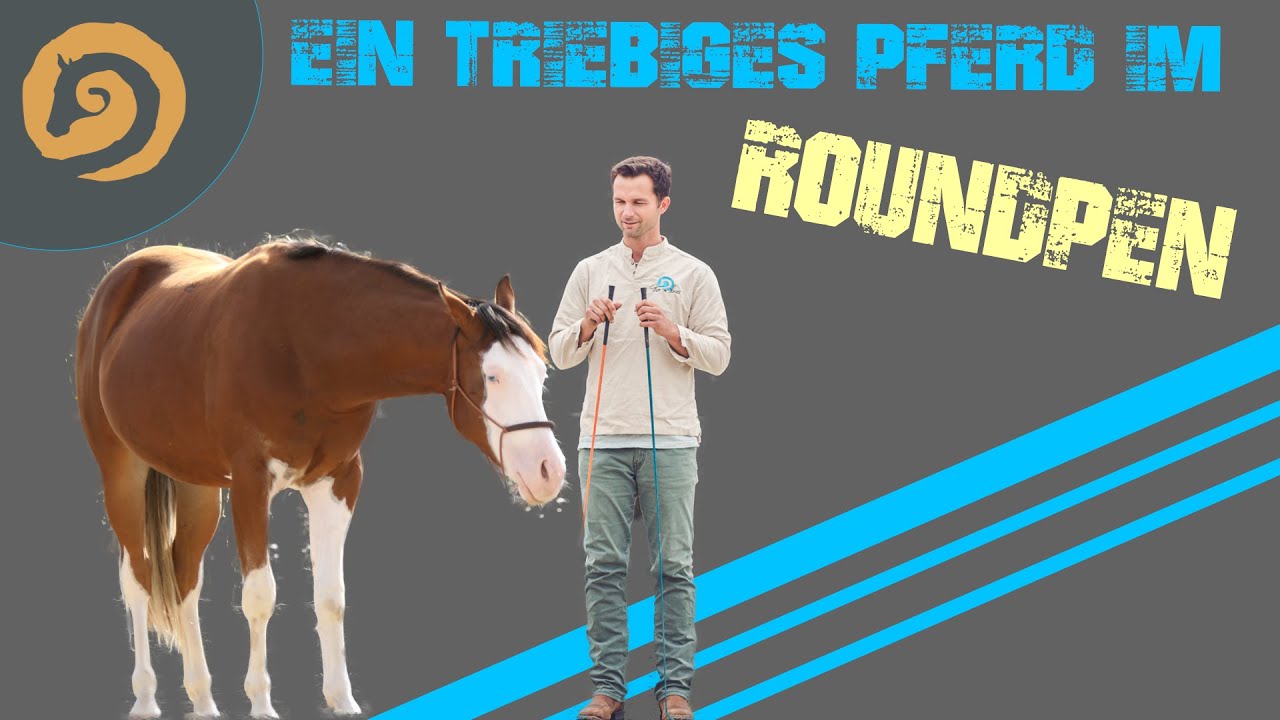 Triebiges Pferd vorwärts schicken (Roundpen)