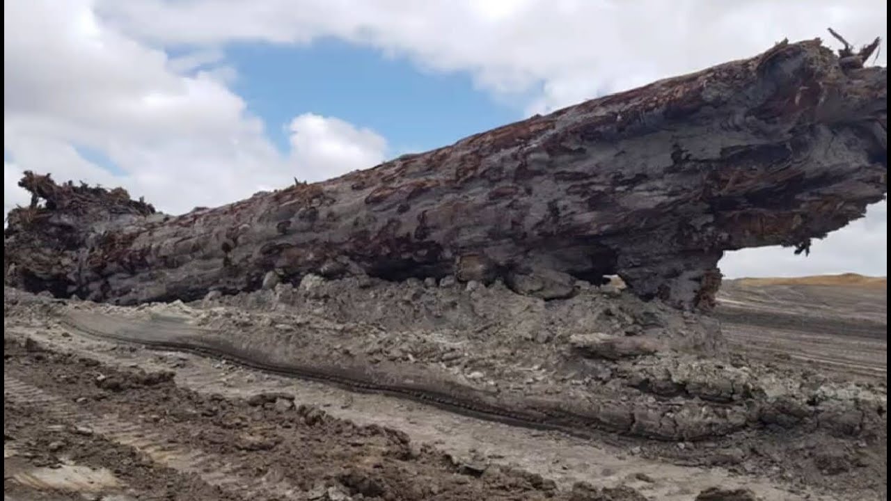 42,000 Year Old Tree Predicts Earth's Magnetic Flip!