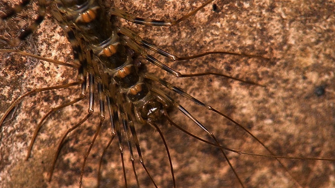 Terrifying Scutigera Encounter in Caves | Deadly 60 | The Travel Edit