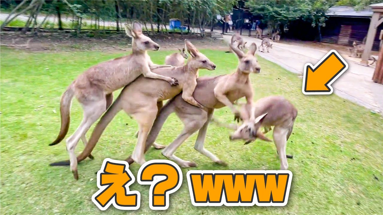 動物の味覚調査してたらカンガルーの決闘始まったww