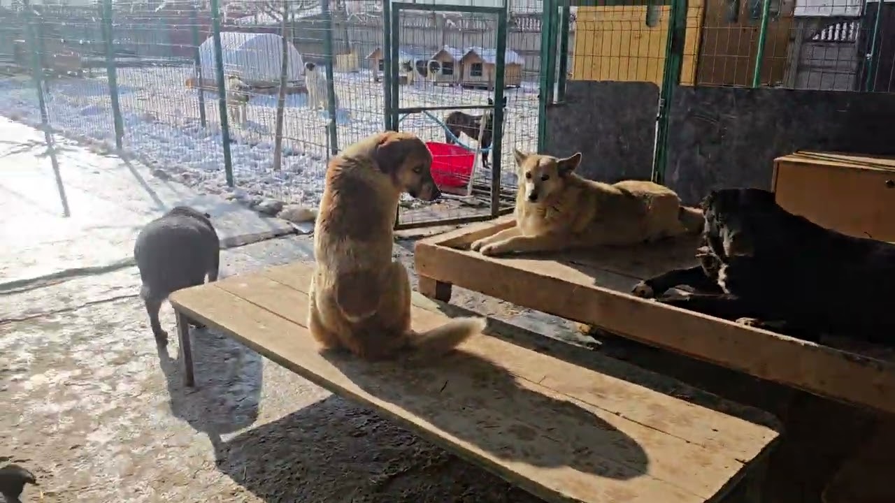Ташкент #приютдлясобак #приюткарипиди #спасениесобак 5614 6822 1928 2581 