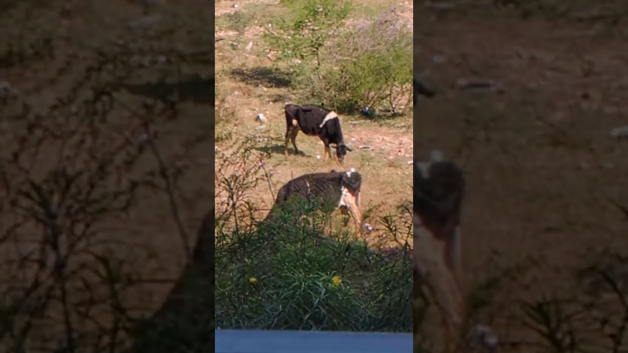 Grazing in Desert live!