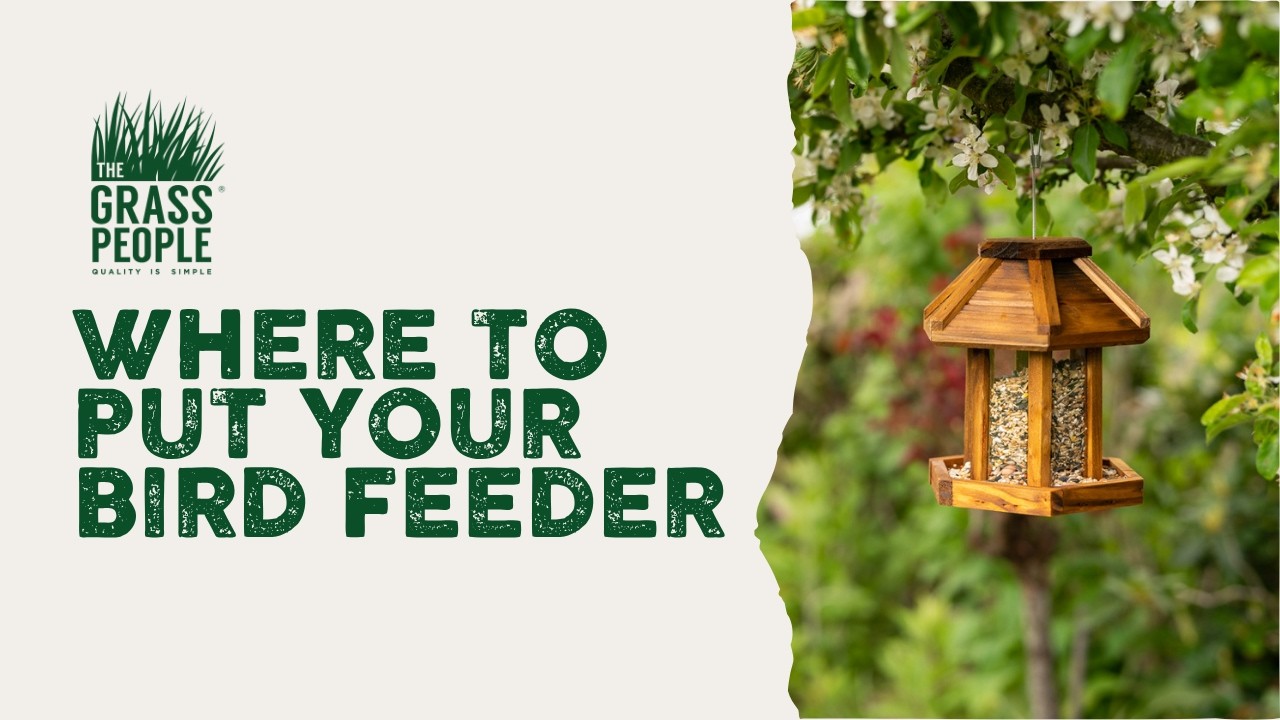 Where to put your bird feeder