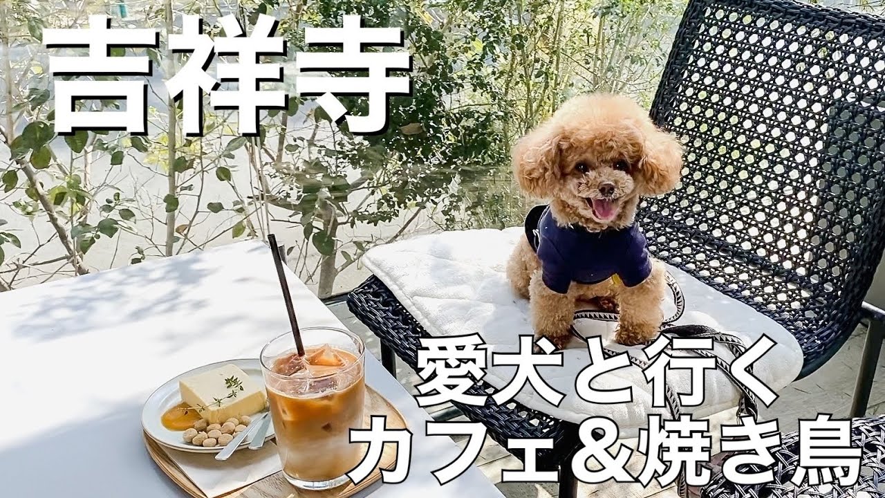 【吉祥寺】愛犬と巡る開放的でお洒落なカフェ&焼き鳥屋さん