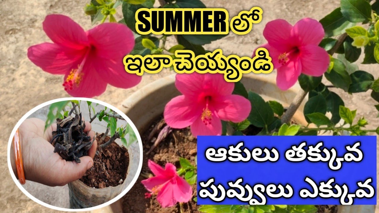 వేసవిలో మందార మొక్కకి మంచి చిట్కాలు|How to grow Hibiscus plant |flowers@Mokkalatho Manam#summer #how