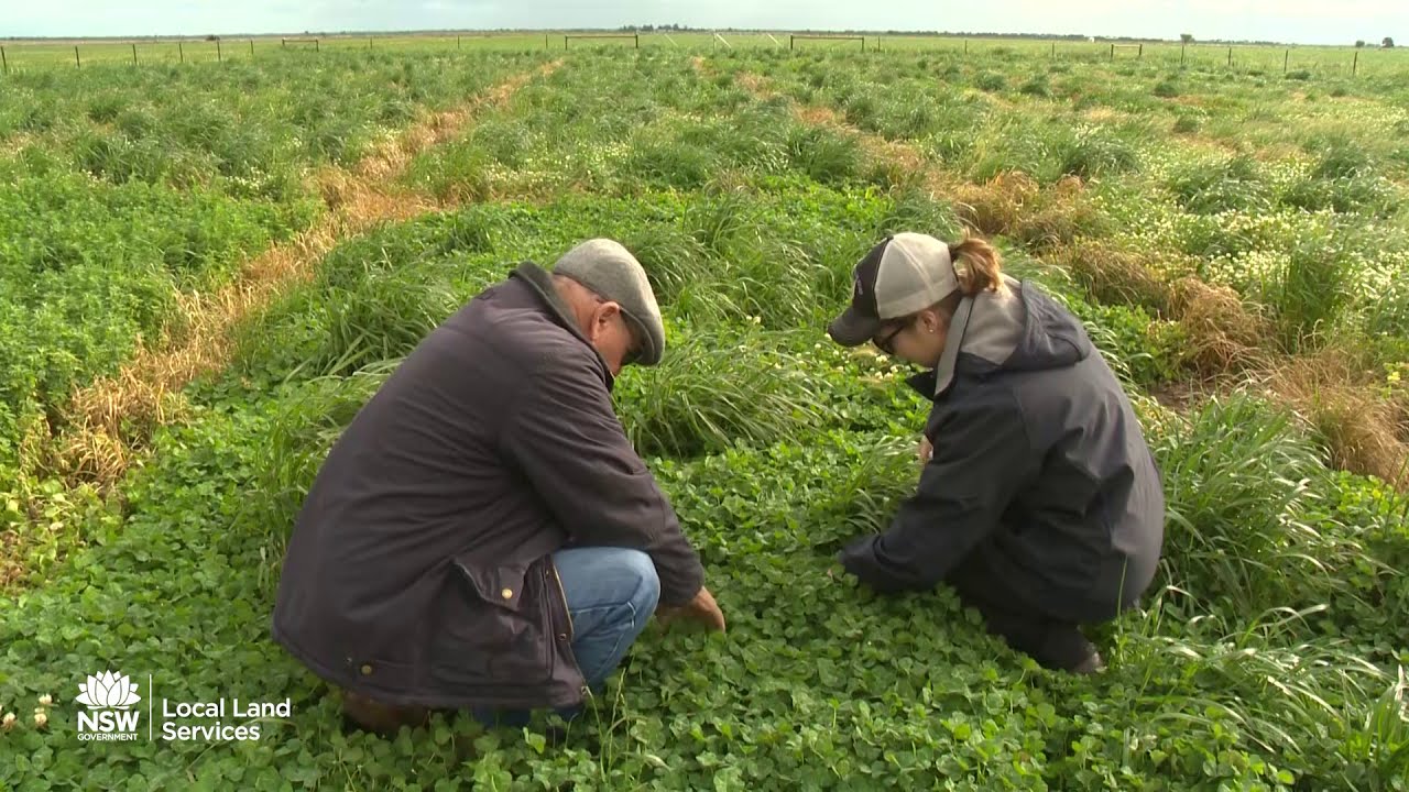 Soil Carbon Project - Pasture legume trials