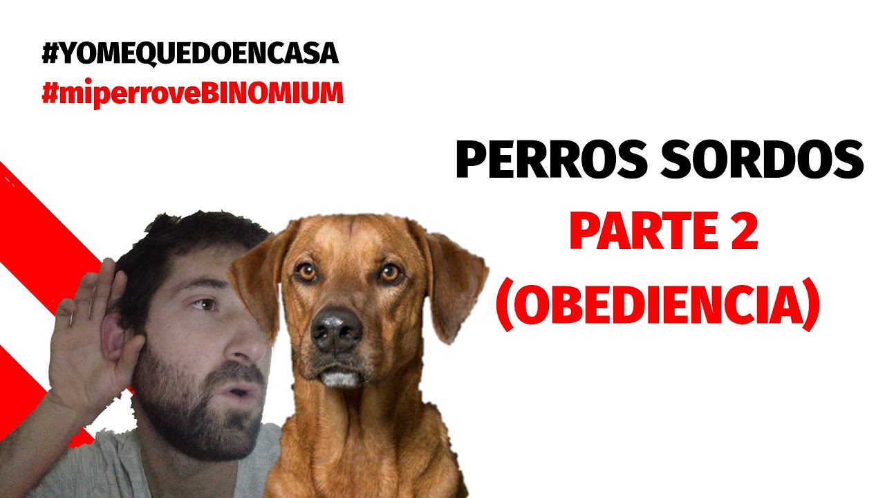 Adiestramiento perros sordos | Parte 2 (obediencia).