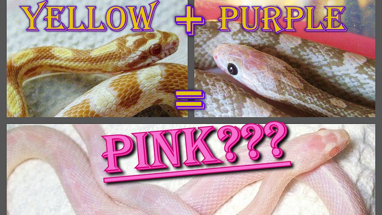 COMBINING MORPHS! Part 1