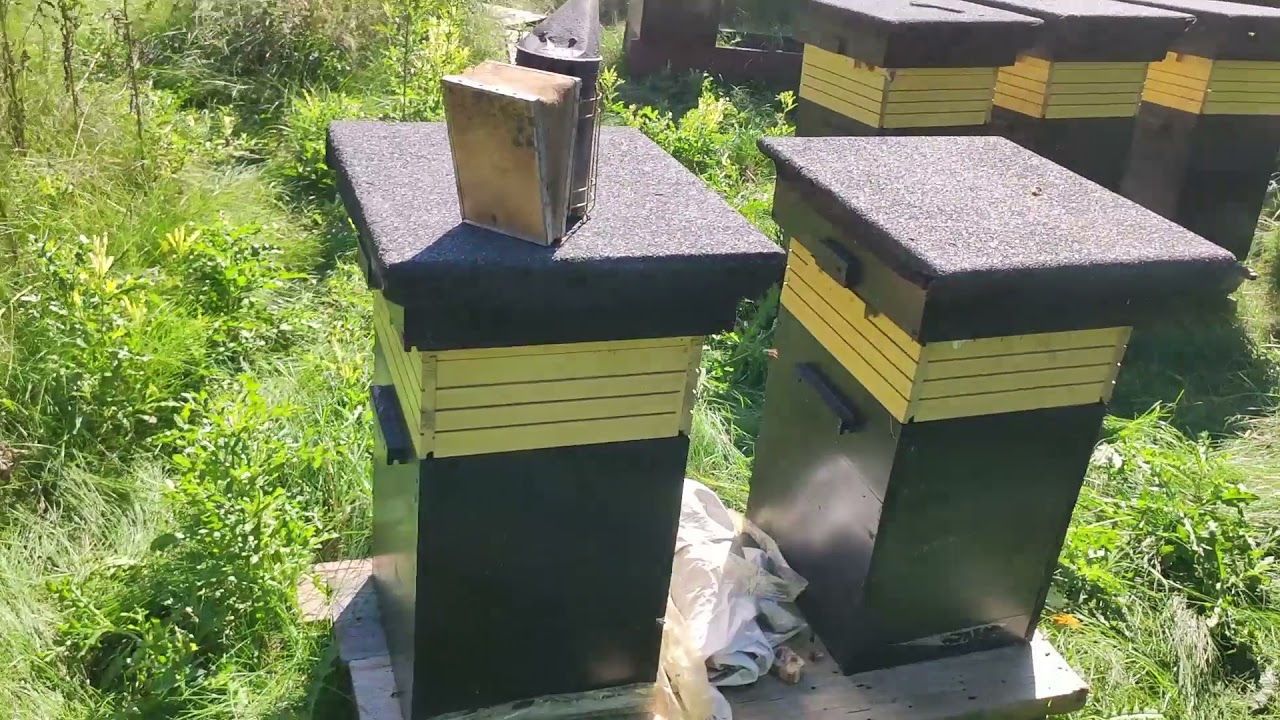 Pasieka BeeRoyal - Układanie gniazda na zime przed oraz w trakcie zakarmiania - Arranging the nest