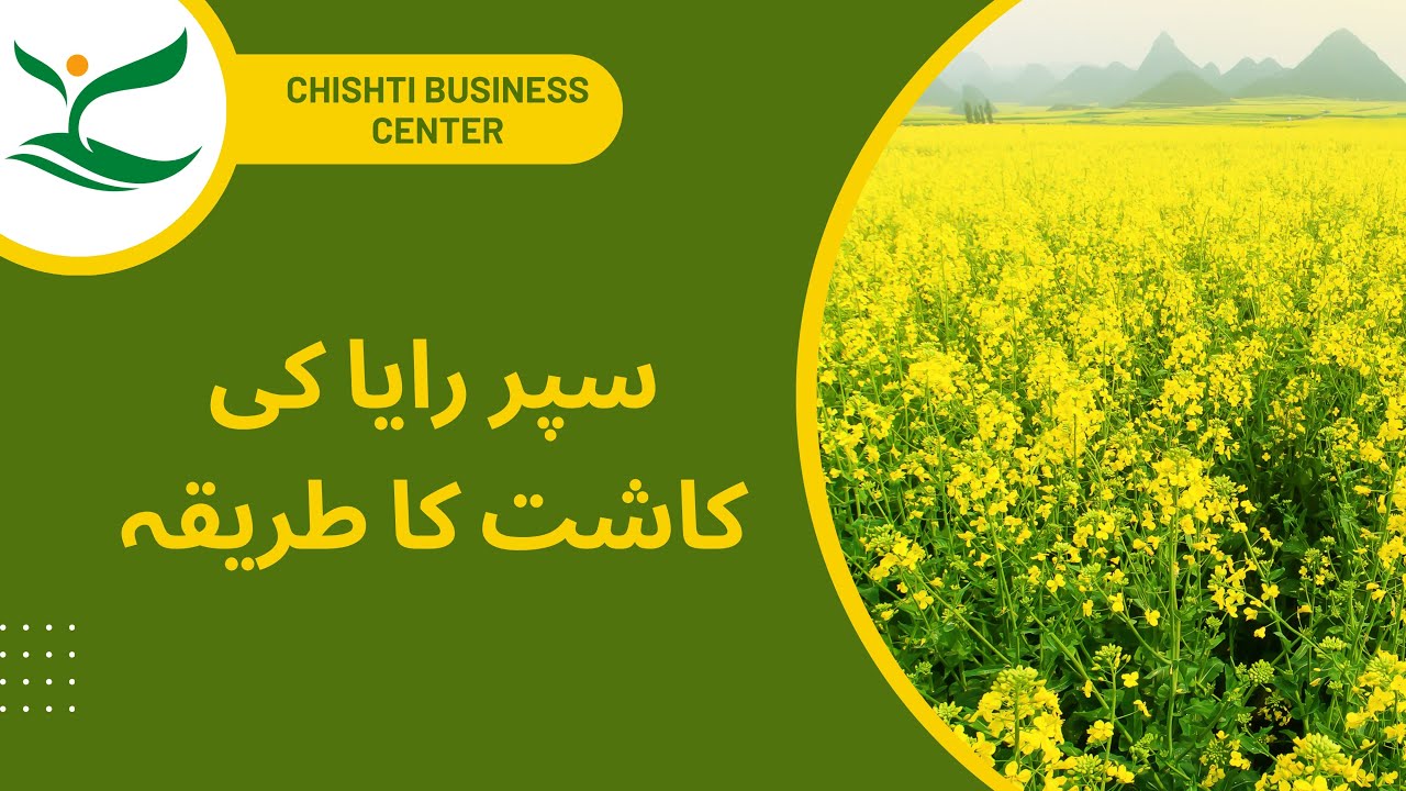 Super Raya Cultivation || Raya Seed || Punjab Seed Corporation || Chishti Business Center ||