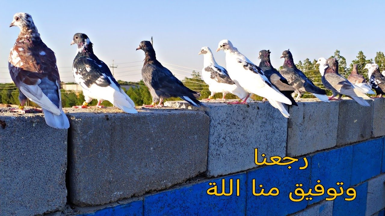 رجعنا وتوفيق منا اللة # حمام السنه