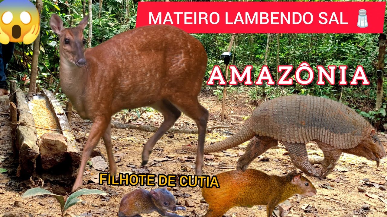 CAMERA NA FLORESTA AMAZÔNICA! MATEIRO LAMBENDO SAL, FILHOTE DE CUTIA, TATÚ CANASTRA GIGANTE. 😱😱😱