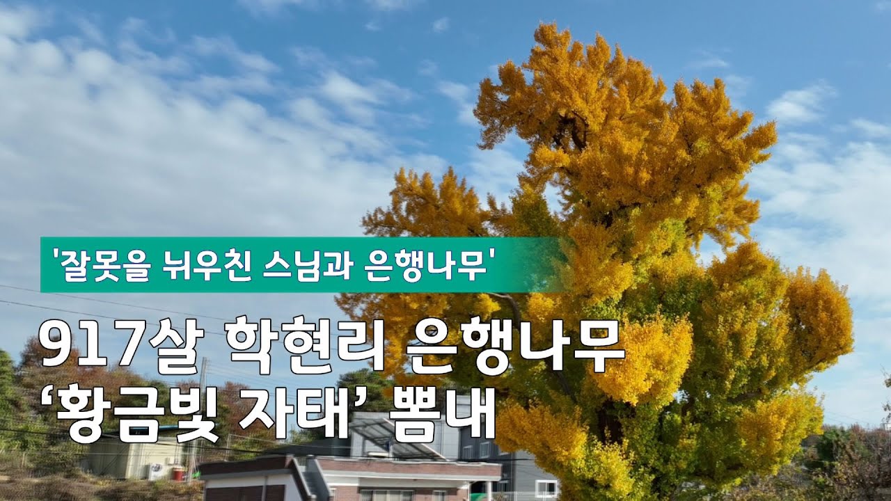 평택시 안중읍 학현리 학고개마을에 뿌리내린 &lsquo;학현리 은행나무&rsquo;