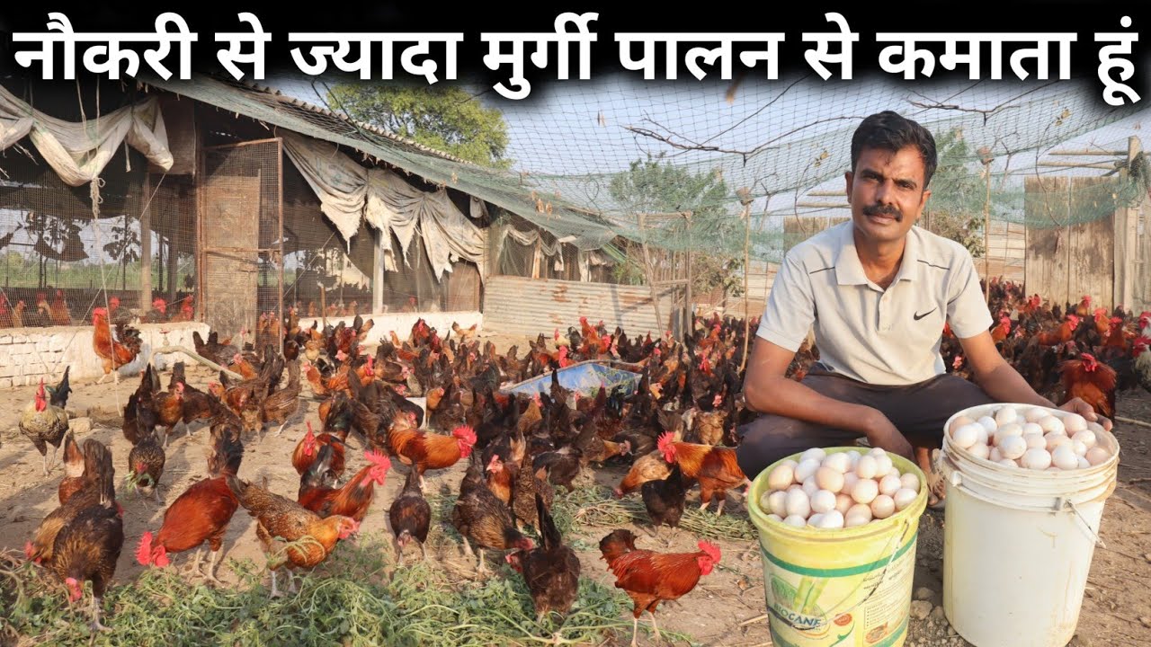 देशी अंडे का तगड़ा उत्पादन मेरठ के इस देशी मुर्गी फार्म पर | Desi Murgi Palan | Poultry Business