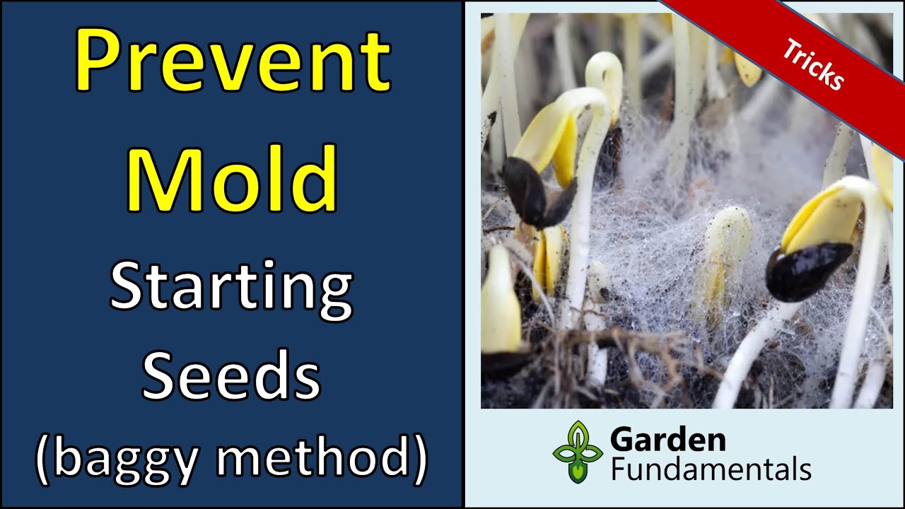 Mold Issues in the Baggy Method for Starting Seeds ❓😮❓ What causes mold and How to Deal with it.