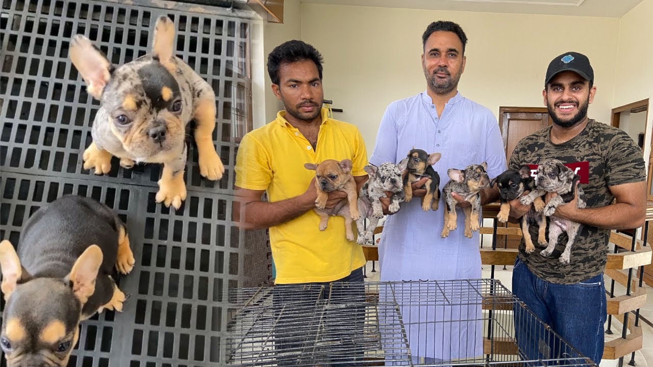 These French Bulldogs are Very Rare 😱