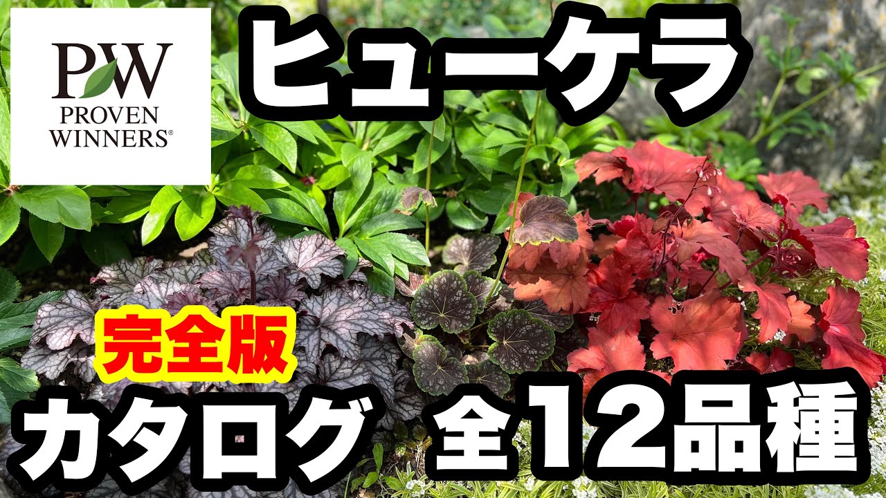 ◆全12品種🌱PW【ヒューケラのカタログ】完全版が出来ました！