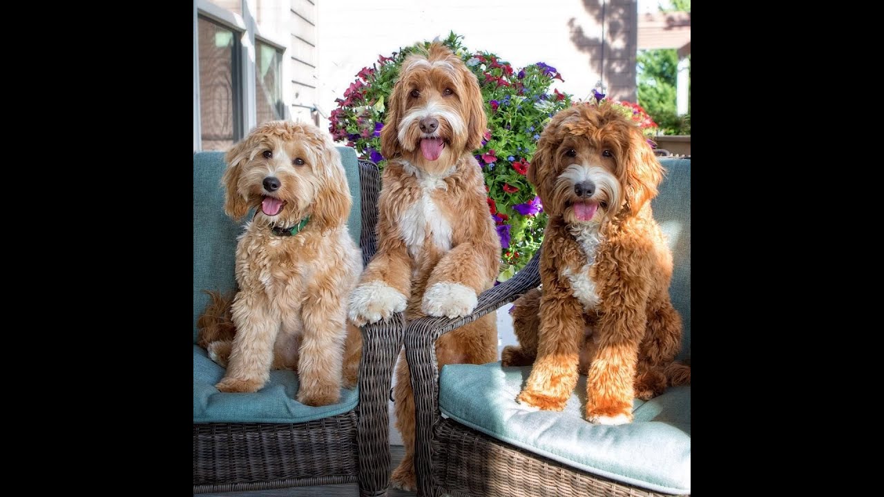El perro hipoalergénico: el labradoodle