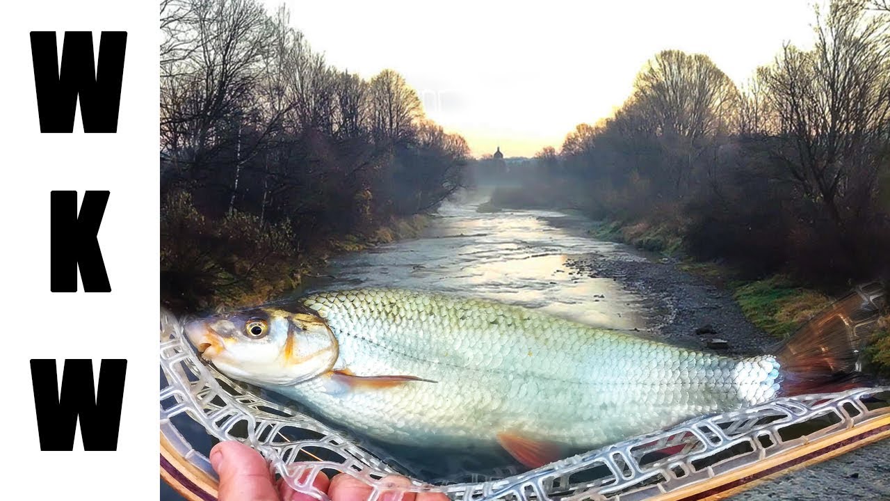Wędkarstwo muchowe - Wyprawa na lipienie | Świnka, lipień, pstrąg tęczowy i przyłów pstrąg potokowy