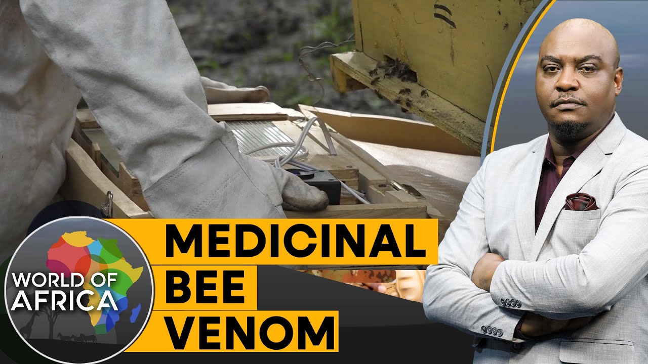 Honey swapped for more lucrative Bee venom | World of Africa