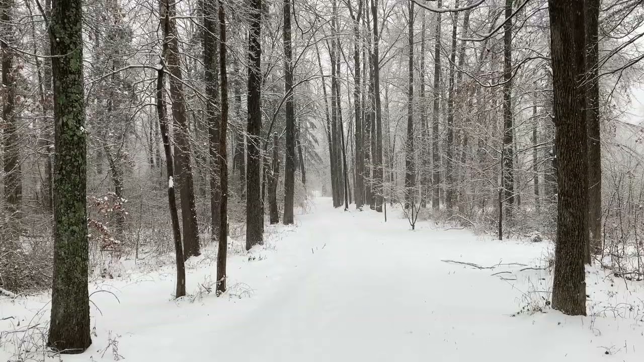 ASMR Relaxing Snowfall Sounds & Ambience Perfect for Sleep!