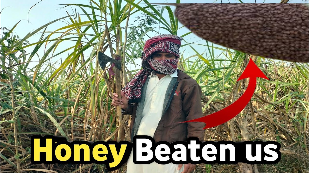 Honey 🐝 Attacked us But .........,🐝😍