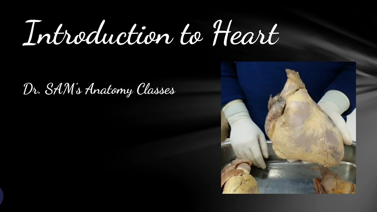 Introduction to Heart | Anatomical Position | Gross Anatomy Demonstration | Heart Size | Dr. SAM