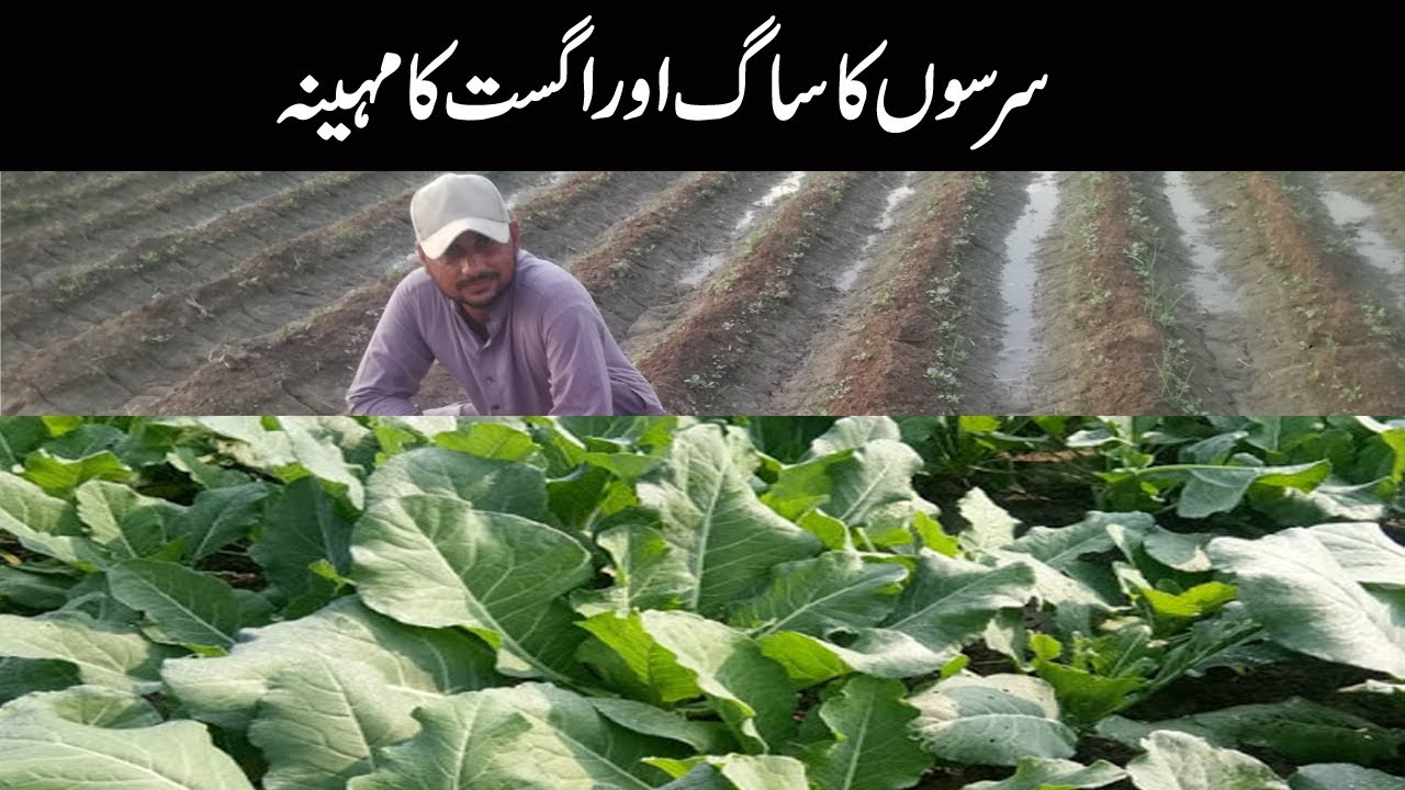 Sarson Ka Saag   August  Main Kasay Kasht kia Jata Hy By Minhas Vlog