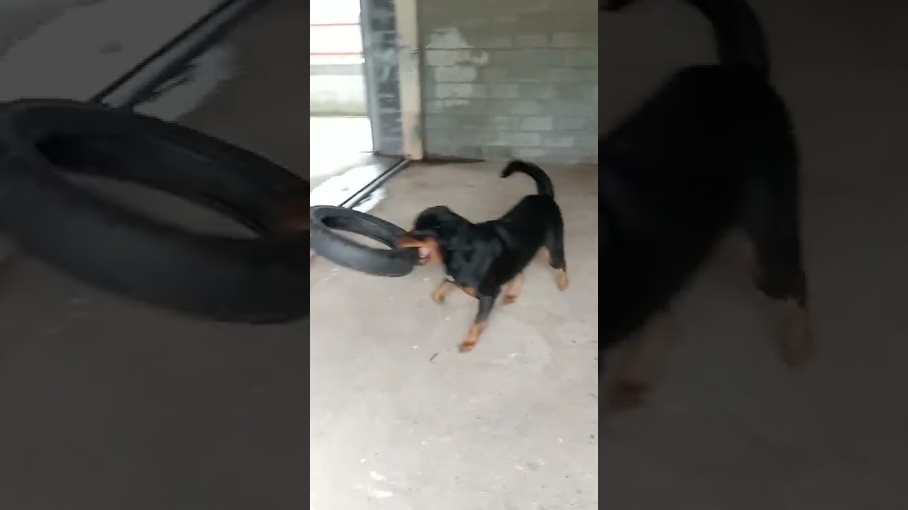 island boy 😂#kohsamuilife #rottweiler #thailand #rottweilerpuppy #islandboys #rottweilerlovers #dog