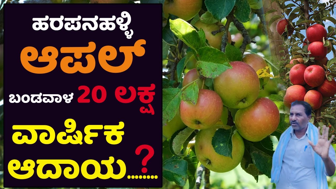 ಹರಪನಹಳ್ಳಿಯಲ್ಲಿ ಆಪಲ್ ಬೆಳೆದು ಗೆದ್ದು ಬೀಗಿದ ಕೃಷಿಕ | 20 ಲಕ್ಷ ಬಂಡವಾಳ, ಆದಾಯ? Apple farming in Harapanahalli