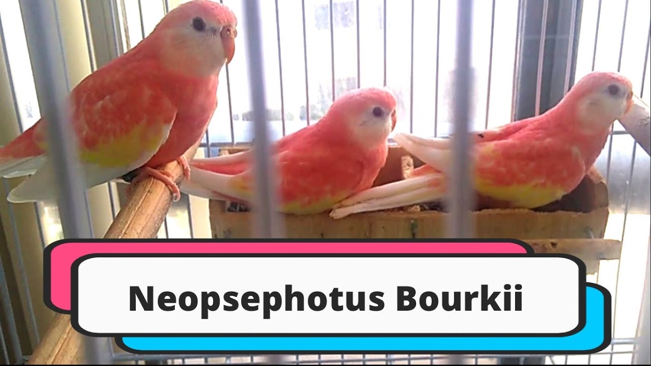 Bourke Parakeet are wonderful! #parrot