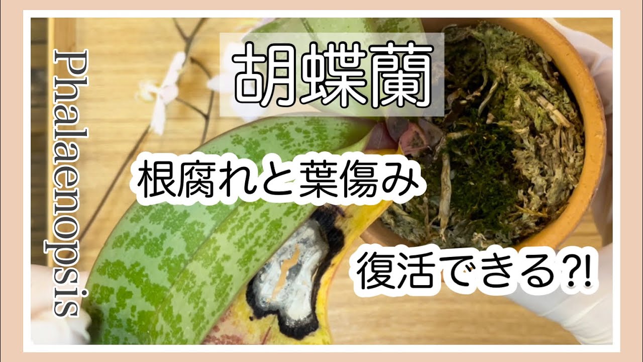 ▷015 【胡蝶蘭】根腐れ！どこまで根を切る？