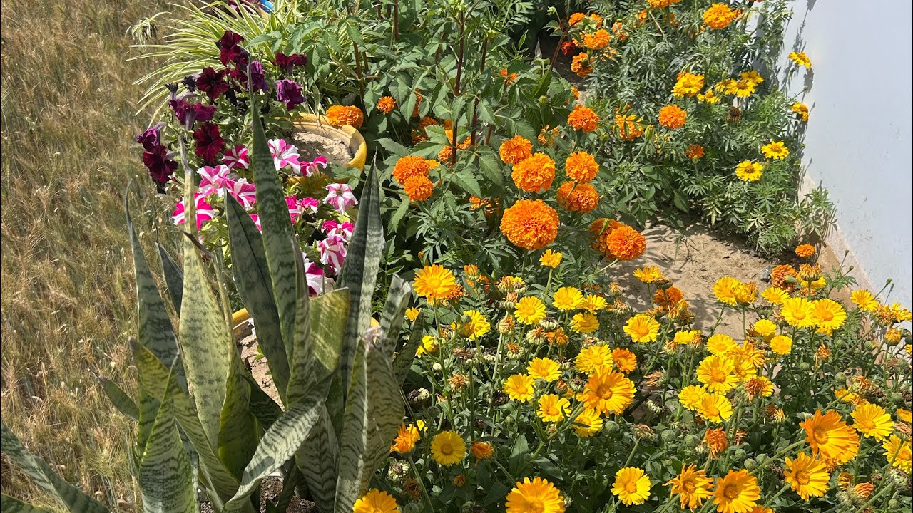 Aaj hwa se mere Daheliya khraab ho gyi ☹️ #vlog #viralvideo #gardening #flowers #floweringplants 
