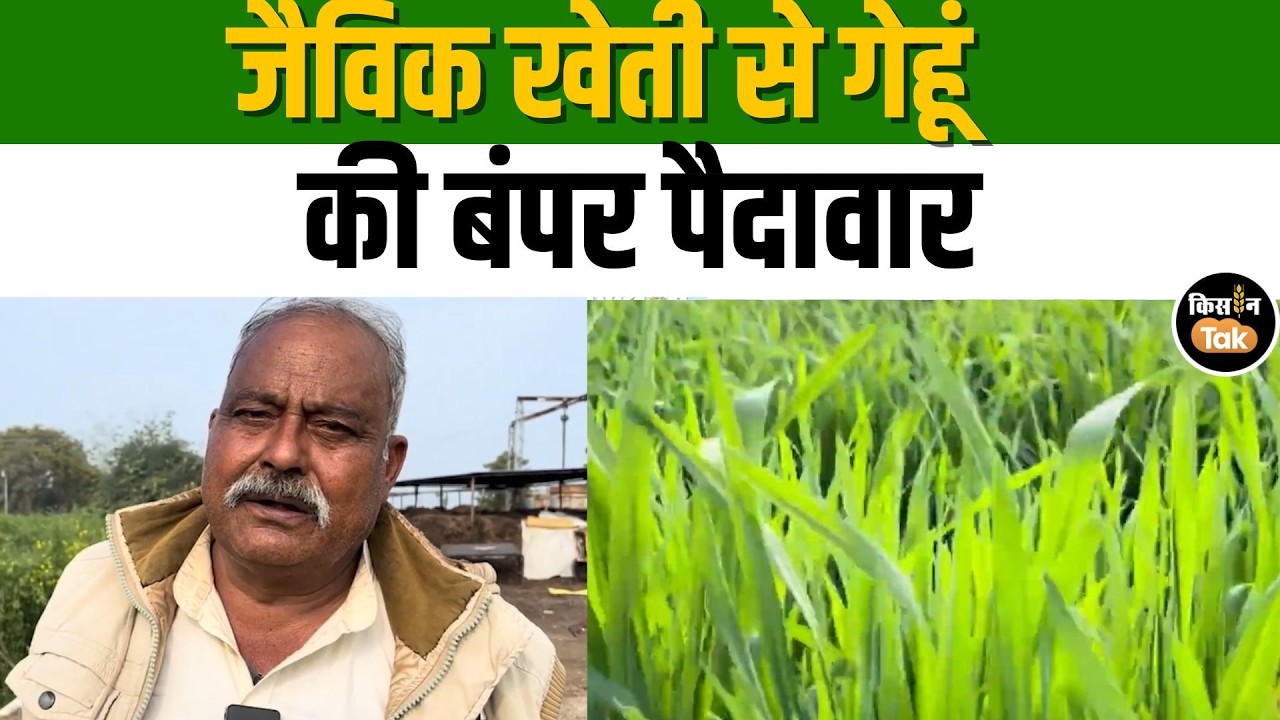 Jalaun News:  22 एकड़ में जैविक खेती से गेहूं की बंपर पैदावार #kisantak #jalaun