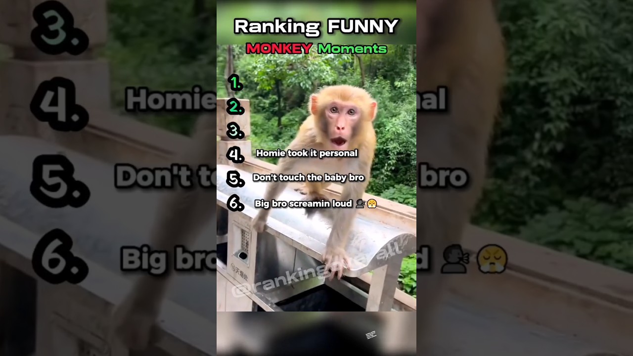 Top 5 Funniest Monkey Moments You Have To See!