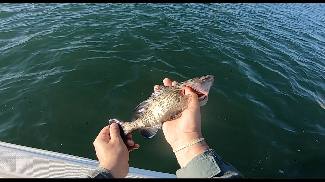GIANT Grouper Catch!